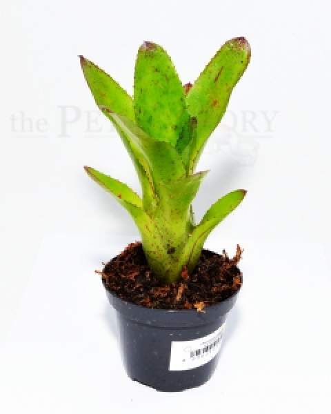 Neoregelia antigone